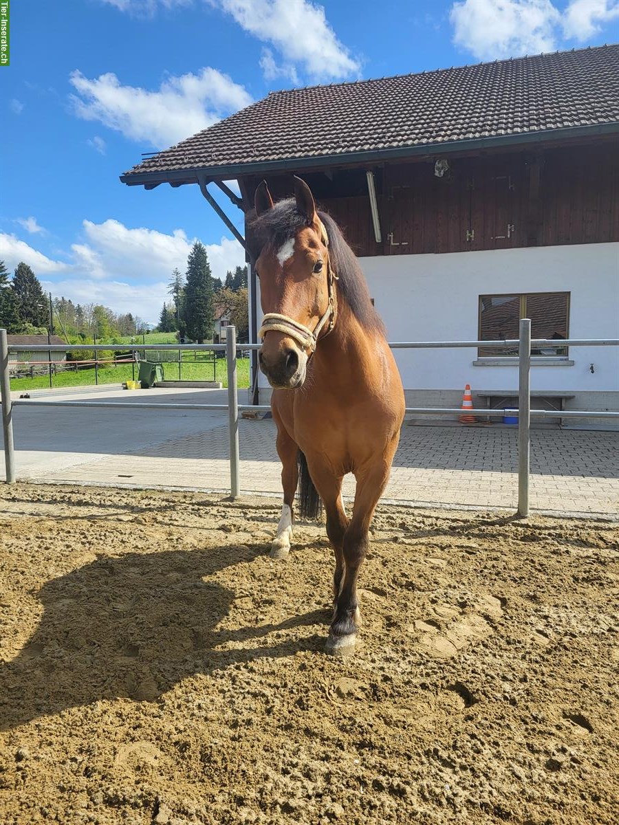 Bild 6: Reitbeteiligung für Freiberger Wallach, Oetwil am See