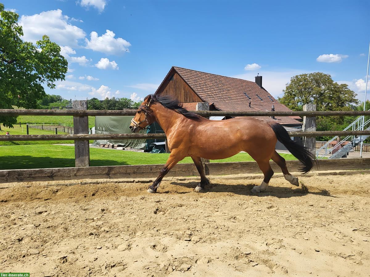 Bild 8: Reitbeteiligung für Freiberger Wallach, Oetwil am See