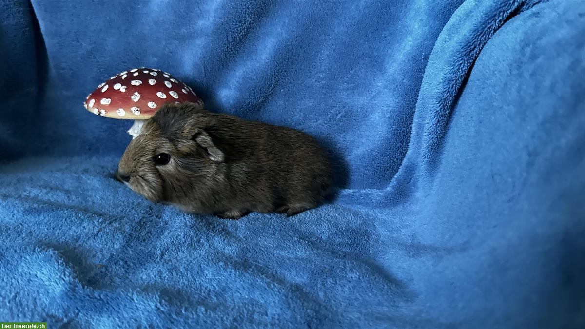 Bild 3: Süsser kastrierter Meerschweinchen Junge