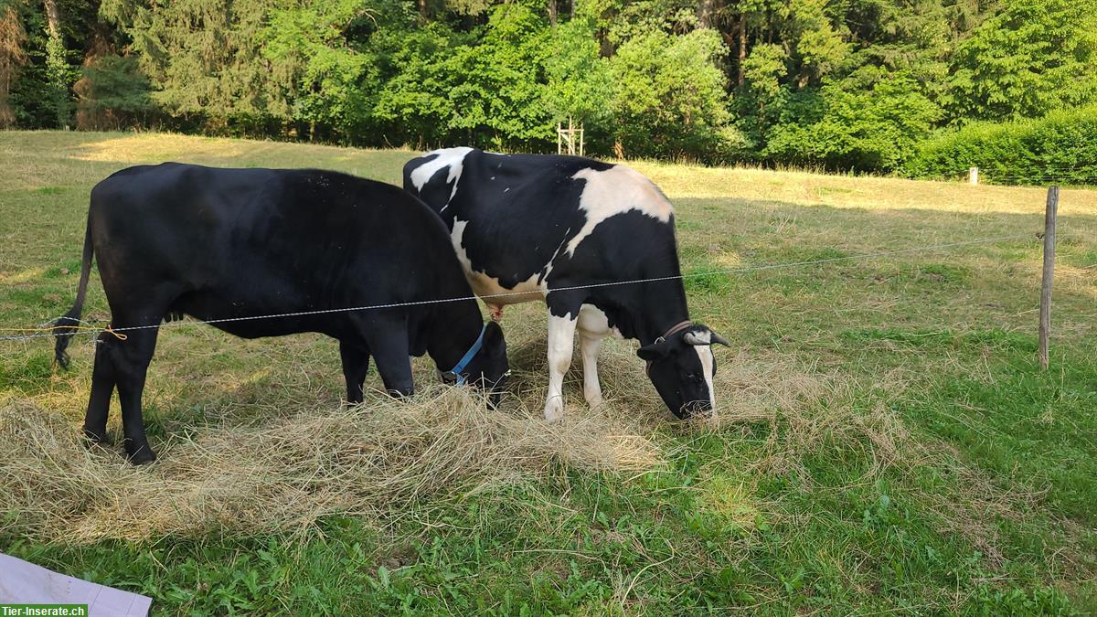 2 schöne handzahme Kühe mit Jährlingen bei Fuss