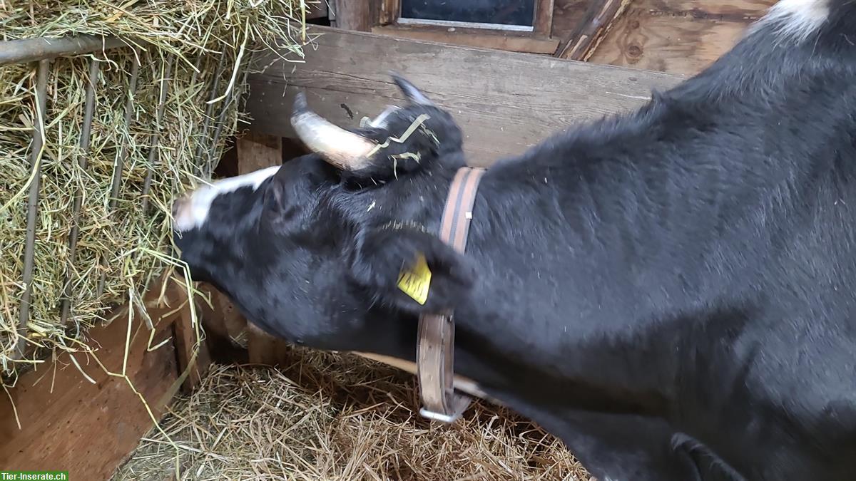 Bild 2: 2 schöne handzahme Kühe mit Jährlingen bei Fuss