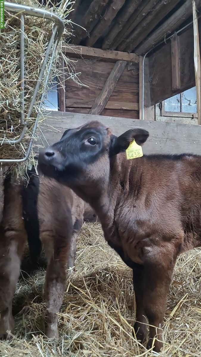 Bild 5: 2 schöne handzahme Kühe mit Jährlingen bei Fuss