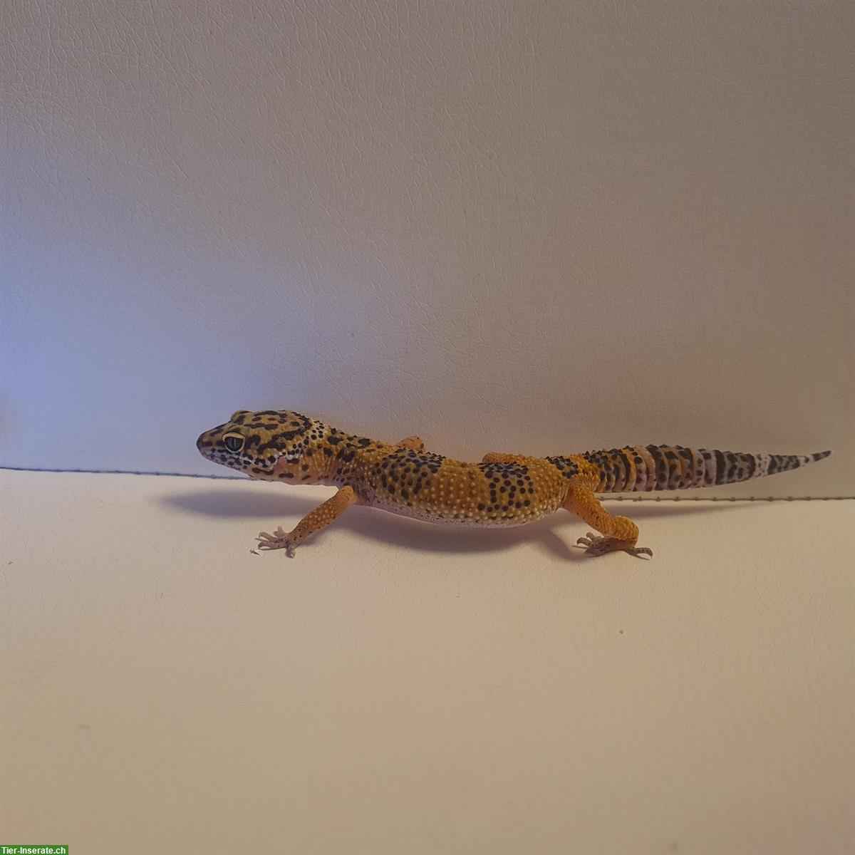 Junger Leopardgecko, männlich abzugeben