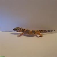 Junger Leopardgecko, männlich abzugeben