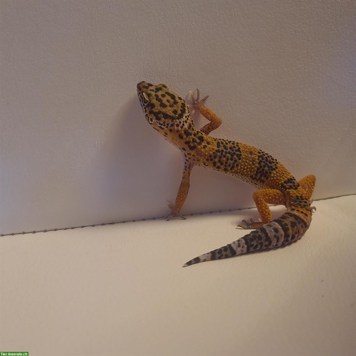 Bild 2: Junger Leopardgecko, männlich abzugeben