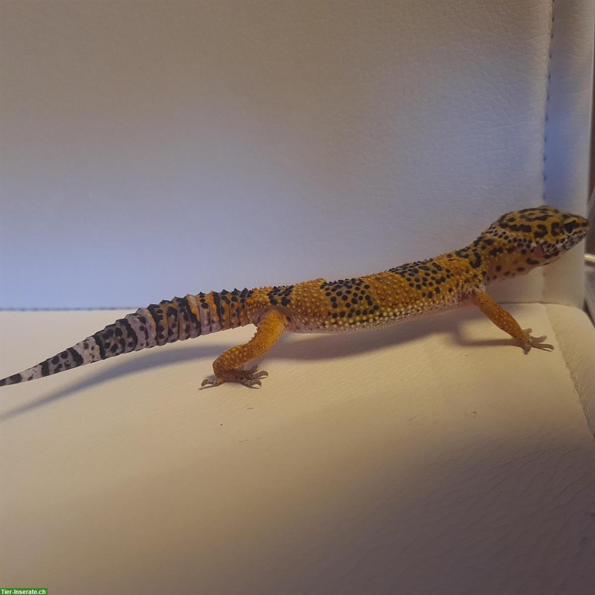 Bild 3: Junger Leopardgecko, männlich abzugeben