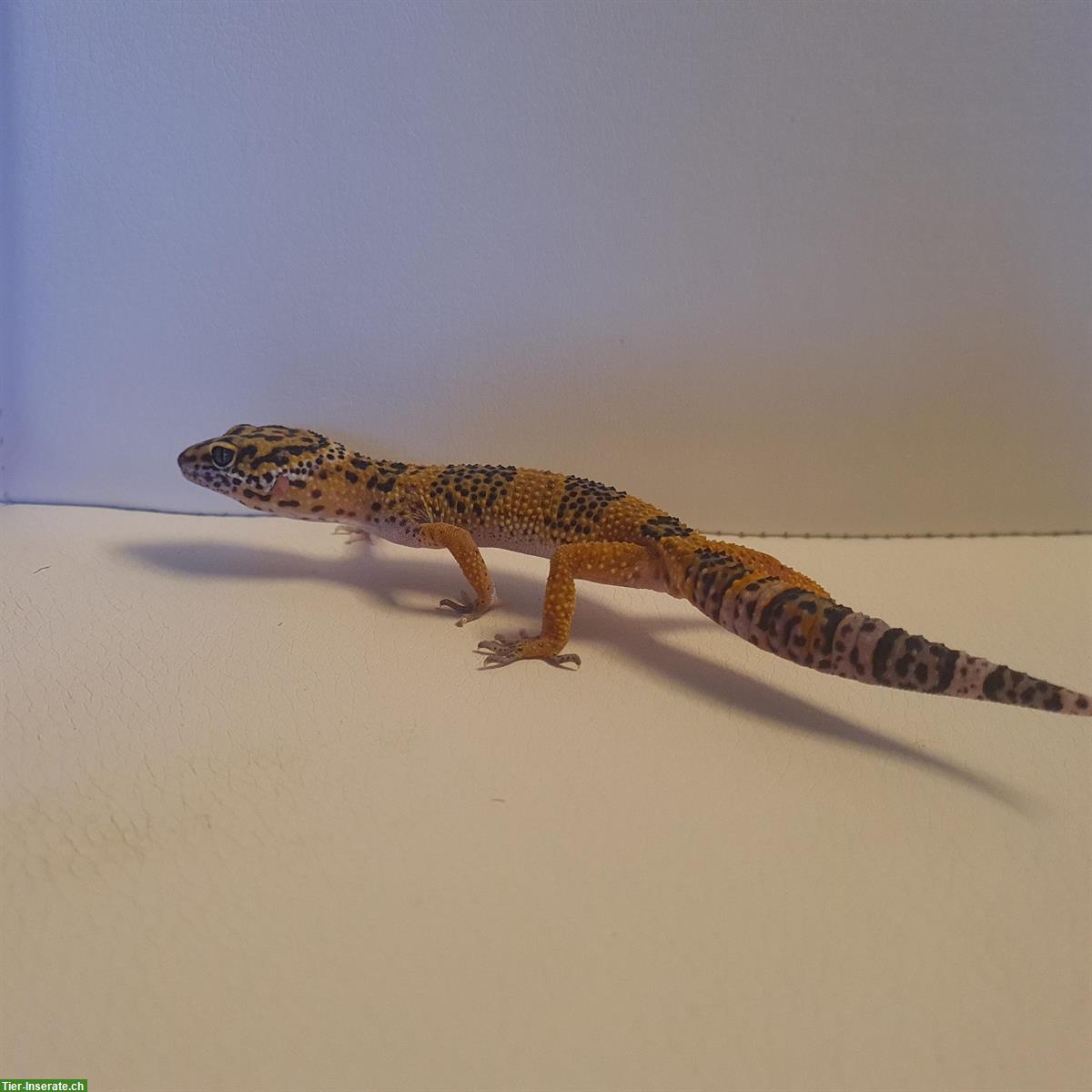 Bild 4: Junger Leopardgecko, männlich abzugeben