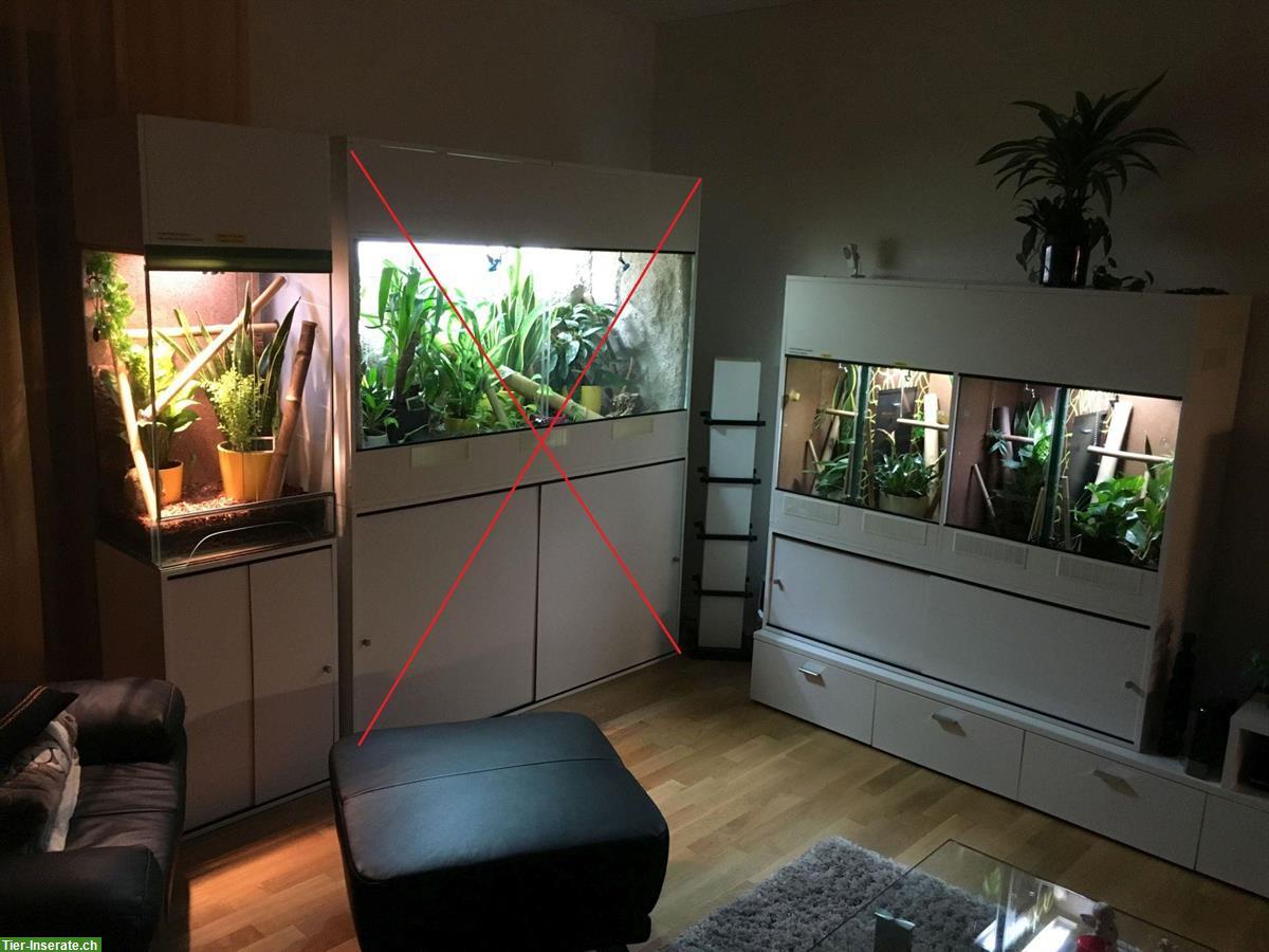 Bild 3: Terrarienanlage komplett mit viel Zubehör zu verkaufen