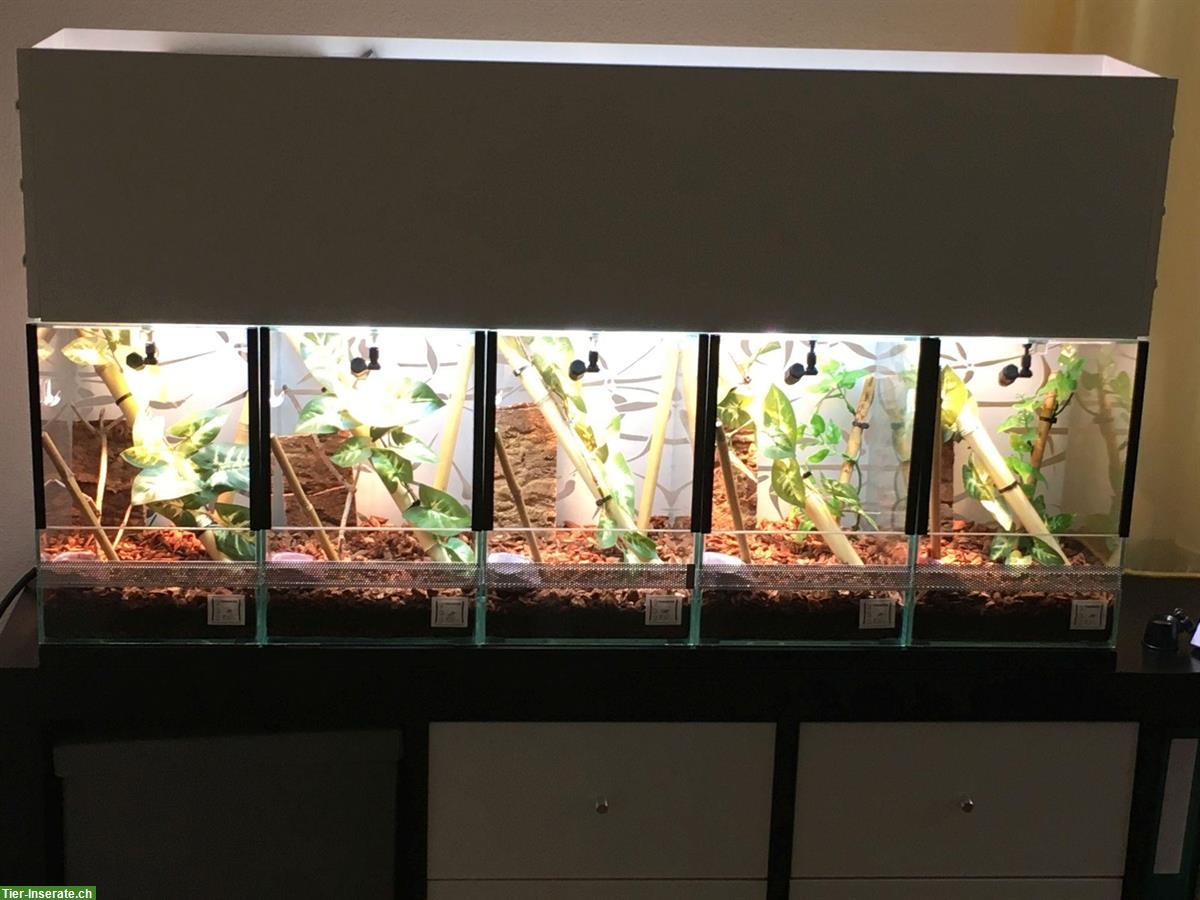 Bild 6: Terrarienanlage komplett mit viel Zubehör zu verkaufen