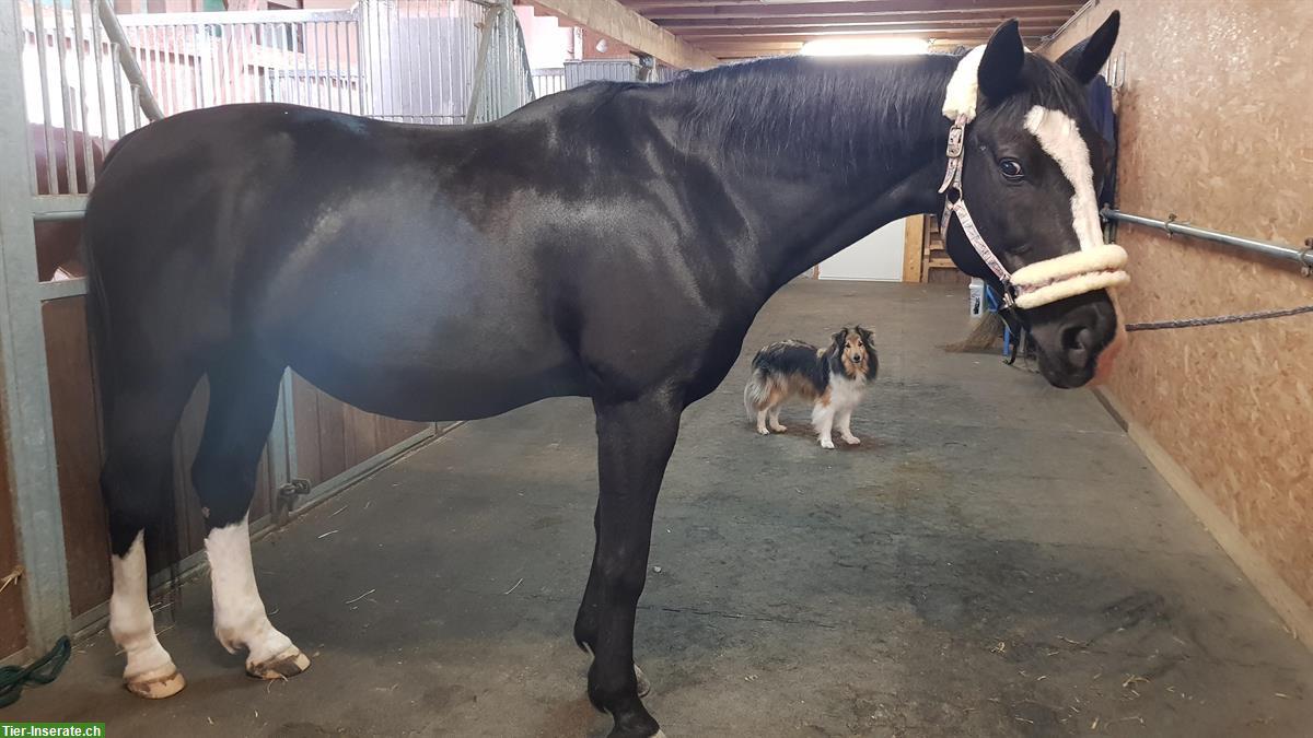 Bild 2: Reitbeteiligung für Warmblut Wallach in Wenslingen BL