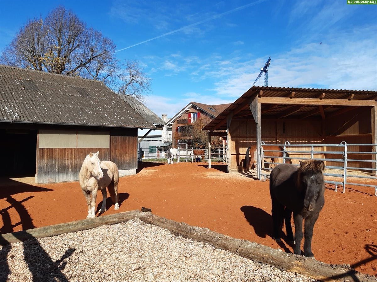 1 -2 Offenstallplätze frei für Wallache in Sempach LU