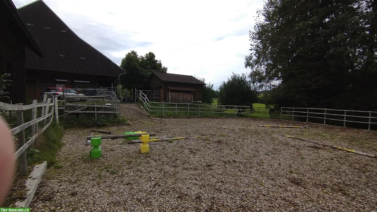 Bild 3: Pensionsstall für 2 Pferde mit Schnitzelplatz ca. 350m2 in Melchnau BE