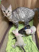 Bengal Kitten in snow Lynx und Black Silver mit CH Stammbaum