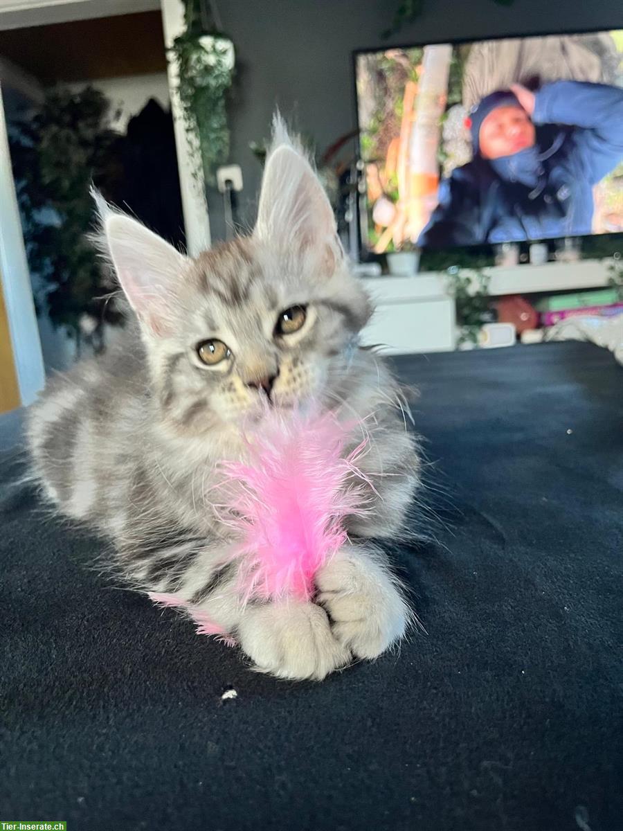 Bild 6: Wunderschöne Maine Coon Kitten mit FFH Stammbaum