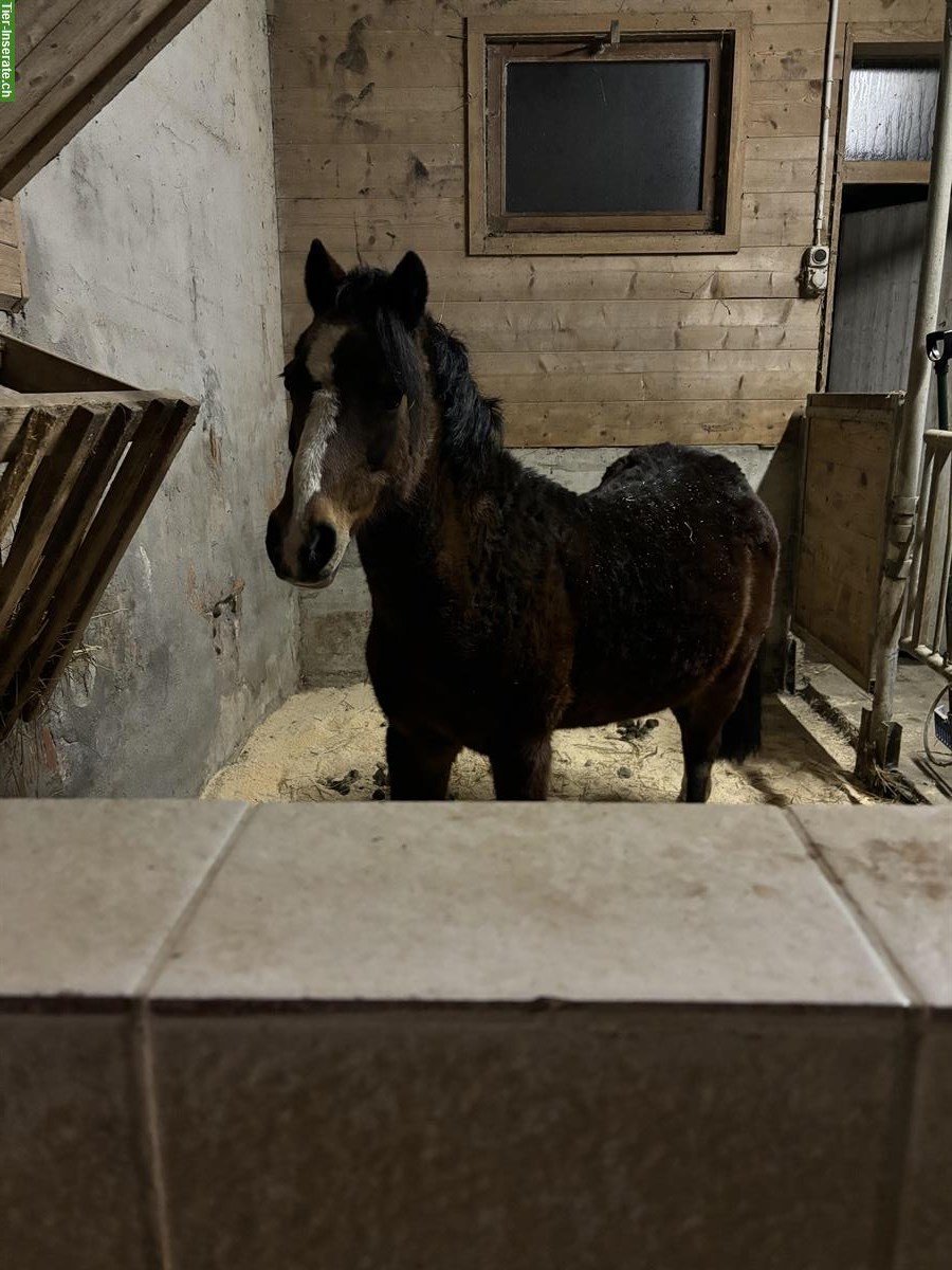 Reitbeteiligung auf auf braver Ponystute, Thundorf TG