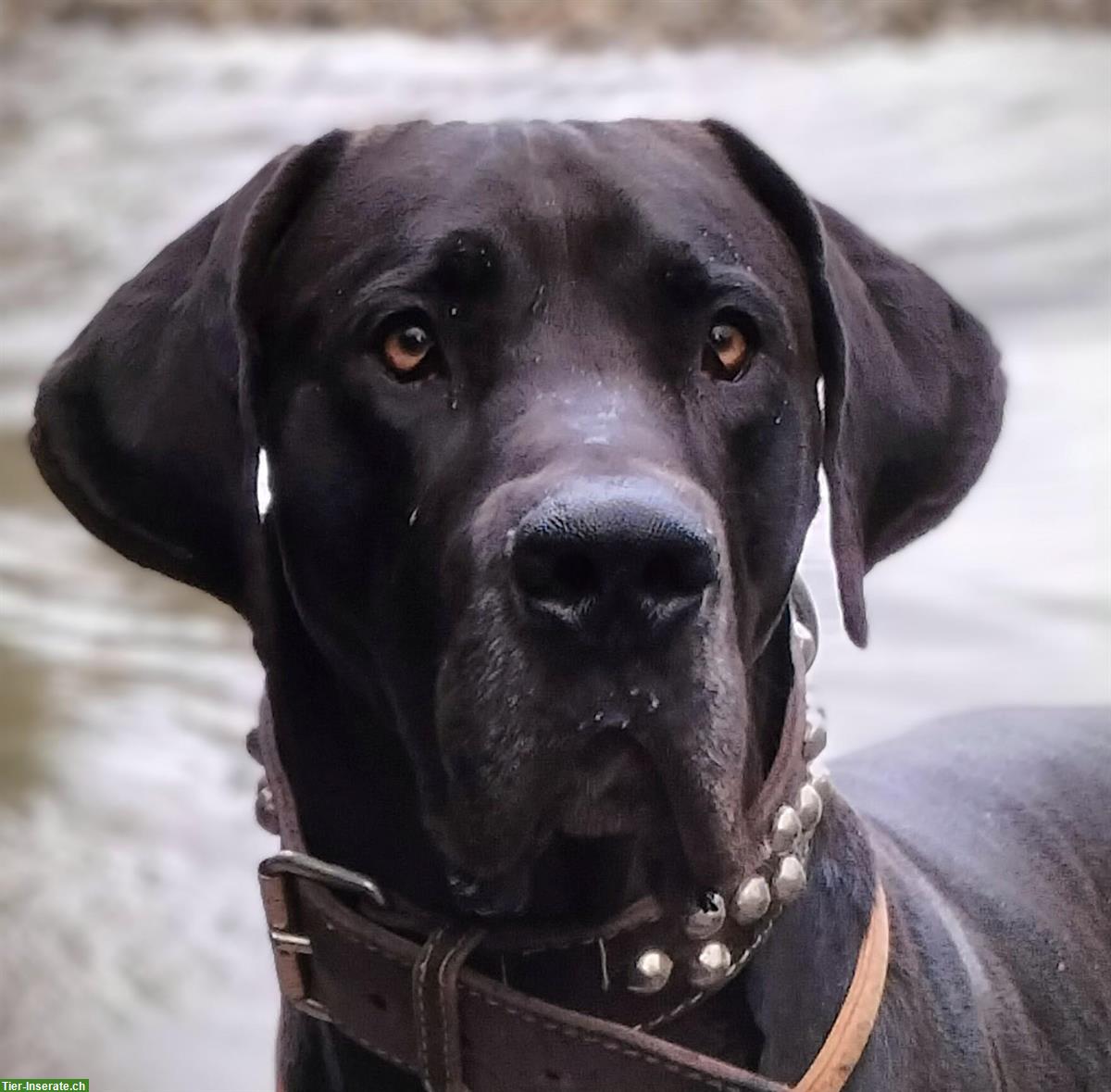 Deutsche Dogge Rüde sucht Lebensplatz