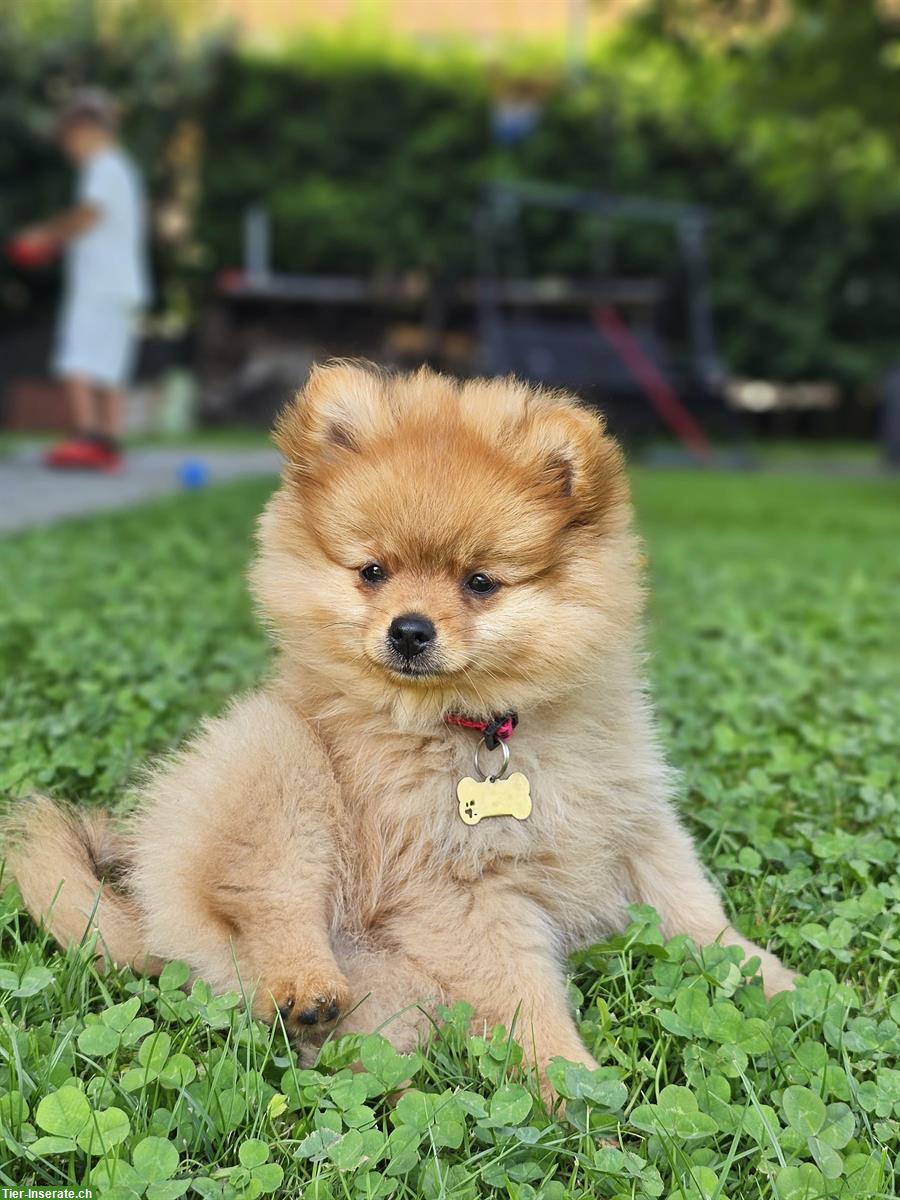 Süssen kleinen Zwergspitz / Pomeranian Welpe