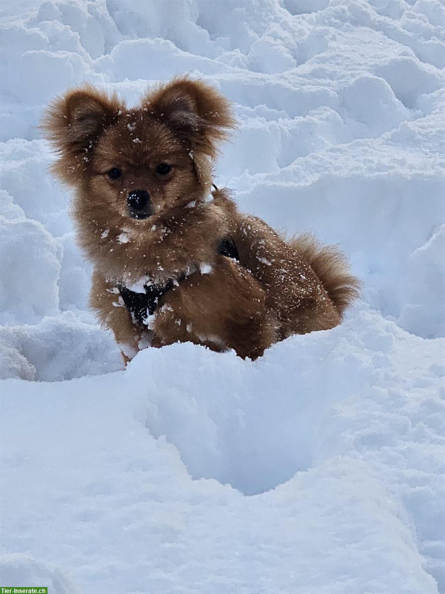 Bild 5: Süssen kleinen Zwergspitz / Pomeranian Welpe