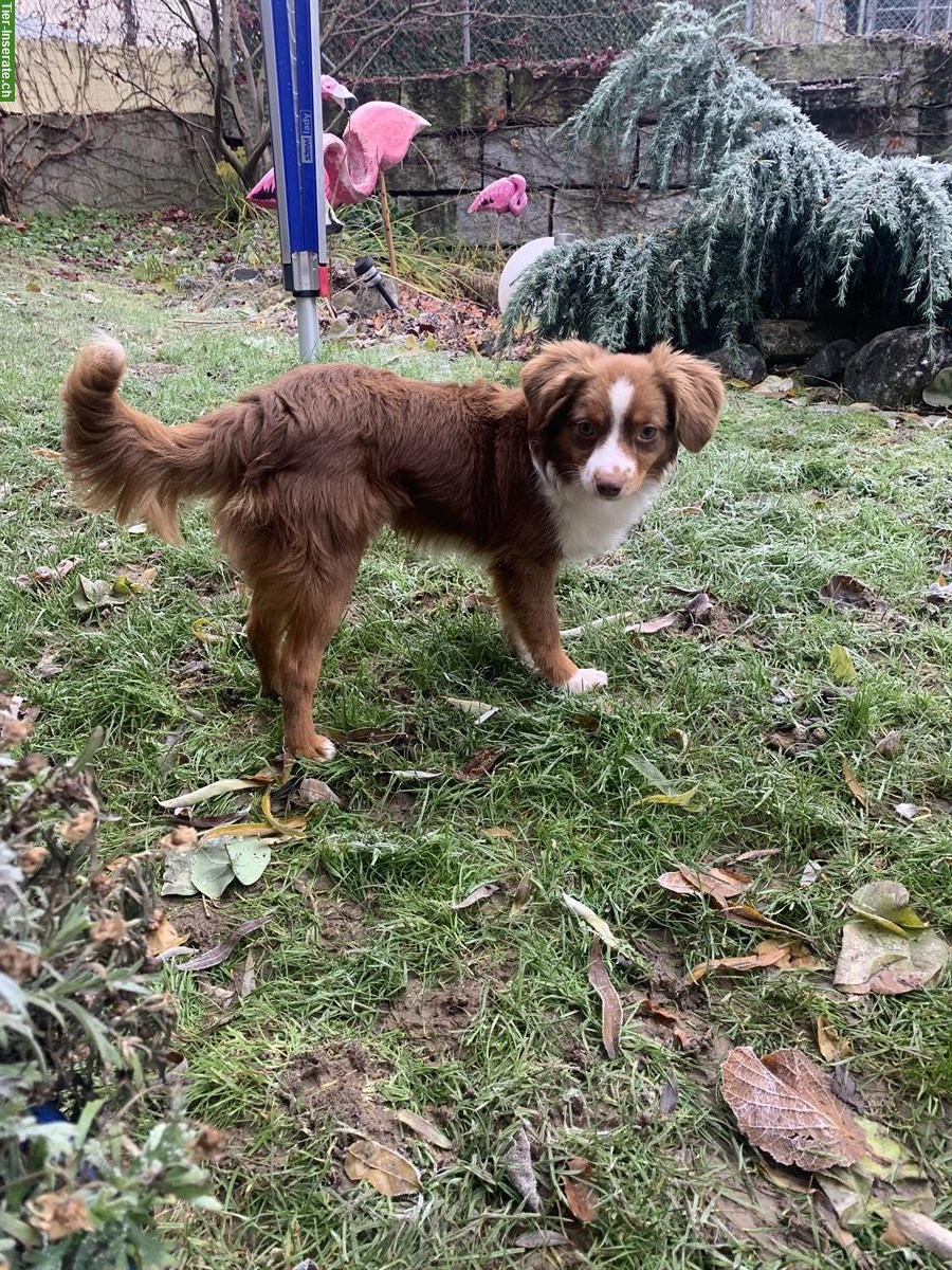 Junger Toy Australian Shepherd Rüde mit Stammbaum