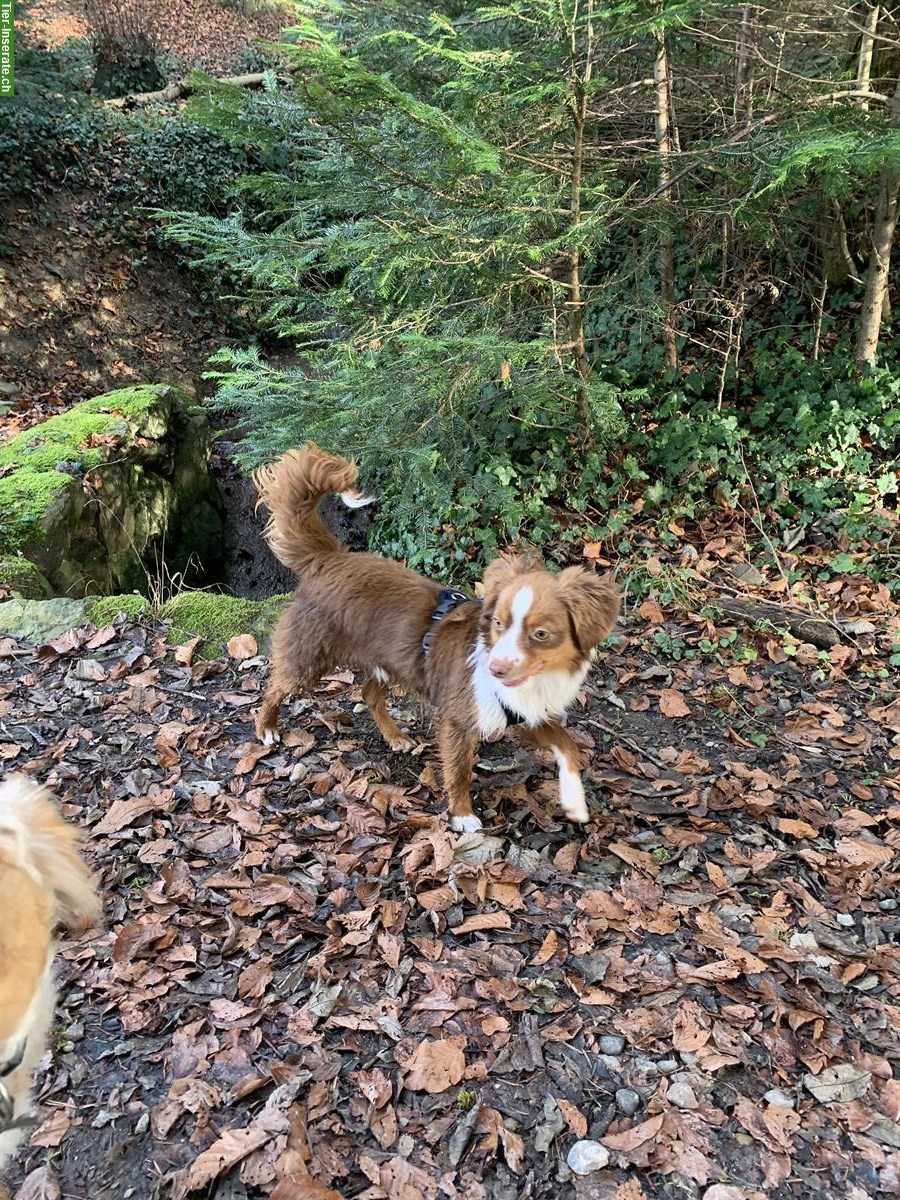 Bild 2: Junger Toy Australian Shepherd Rüde mit Stammbaum