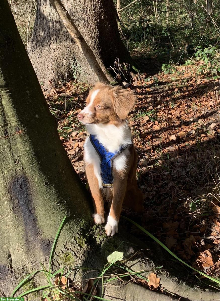 Bild 3: Junger Toy Australian Shepherd Rüde mit Stammbaum