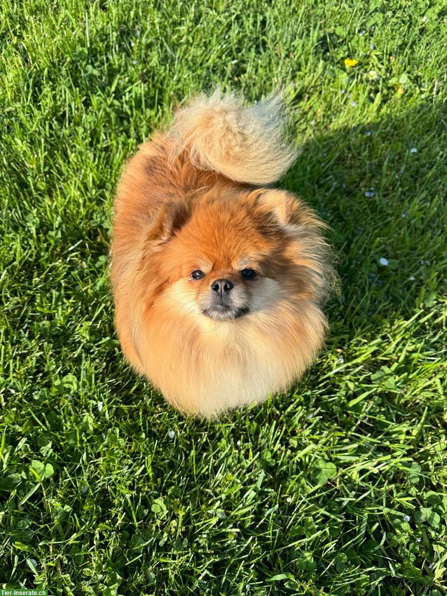 Zauberhafte Pomeranian Hündin Diva sucht liebes Zuhause