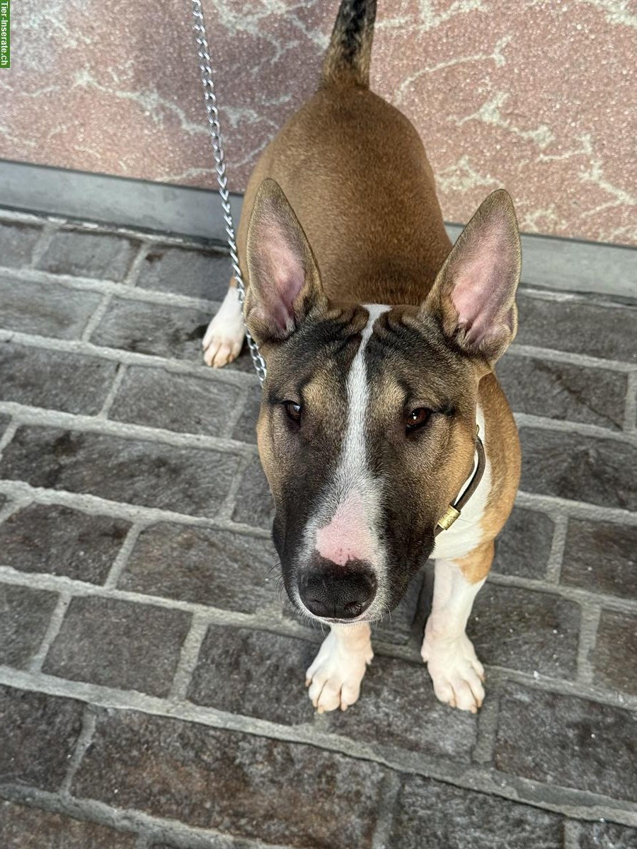 Bild 2: Bullterrier Rüde, 7 Monate, mit Pedigree zu verkaufen