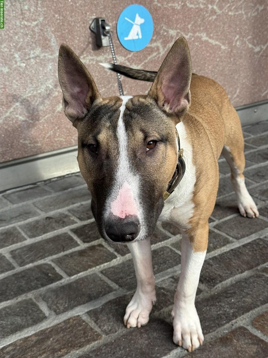 Bild 3: Bullterrier Rüde, 7 Monate, mit Pedigree zu verkaufen