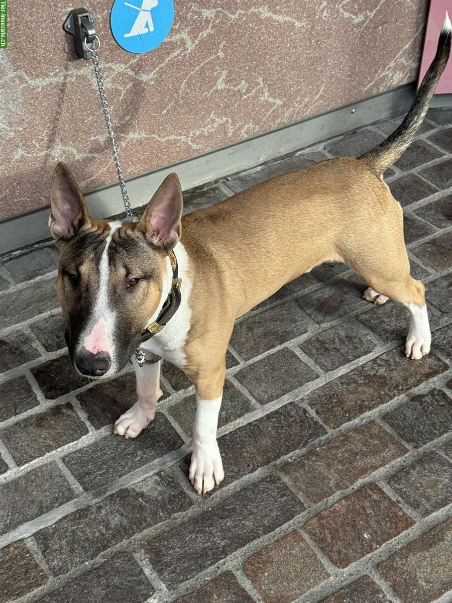 Bild 4: Bullterrier Rüde, 7 Monate, mit Pedigree zu verkaufen