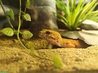 2 Leopardgecko Weibchen abzugeben