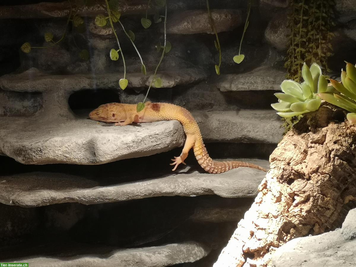 Bild 2: 2 Leopardgecko Weibchen abzugeben