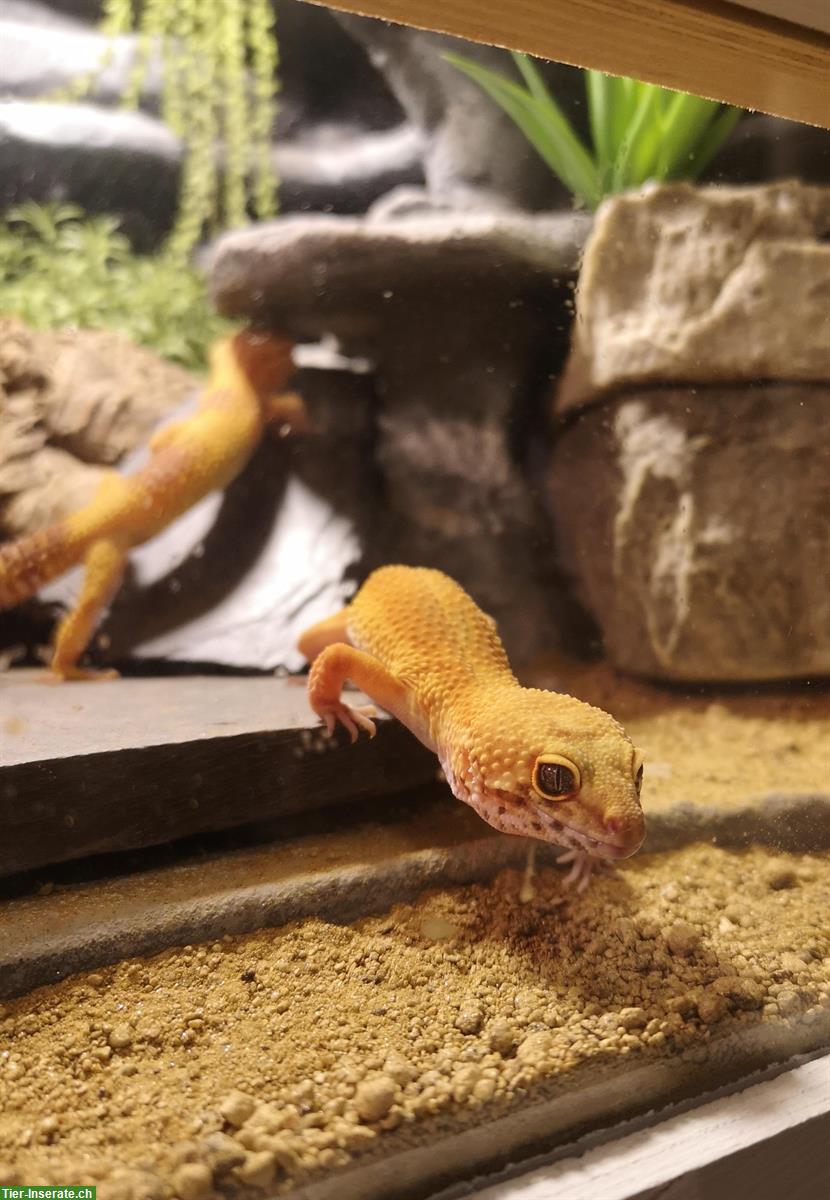 Bild 3: 2 Leopardgecko Weibchen abzugeben