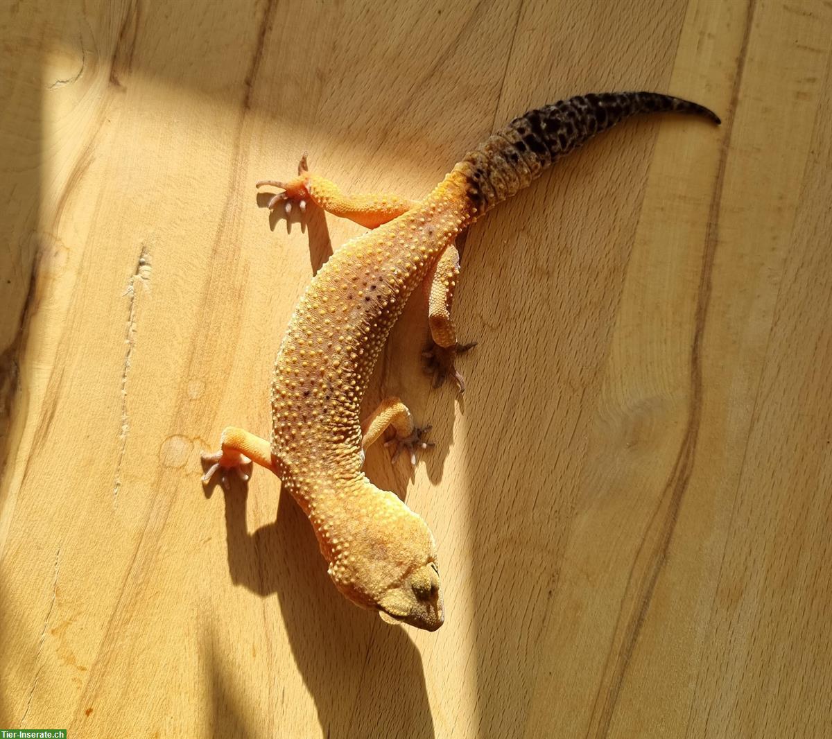 Bild 5: 2 Leopardgecko Weibchen abzugeben