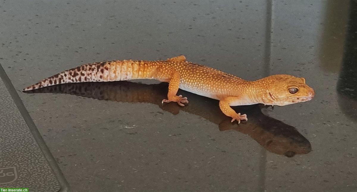 Bild 6: 2 Leopardgecko Weibchen abzugeben