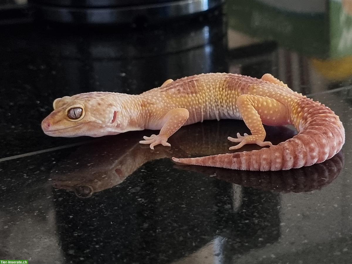 Bild 9: 2 Leopardgecko Weibchen abzugeben