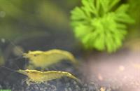 Yellow Fire Garnelen - Neocaridina davidi Nachzucht