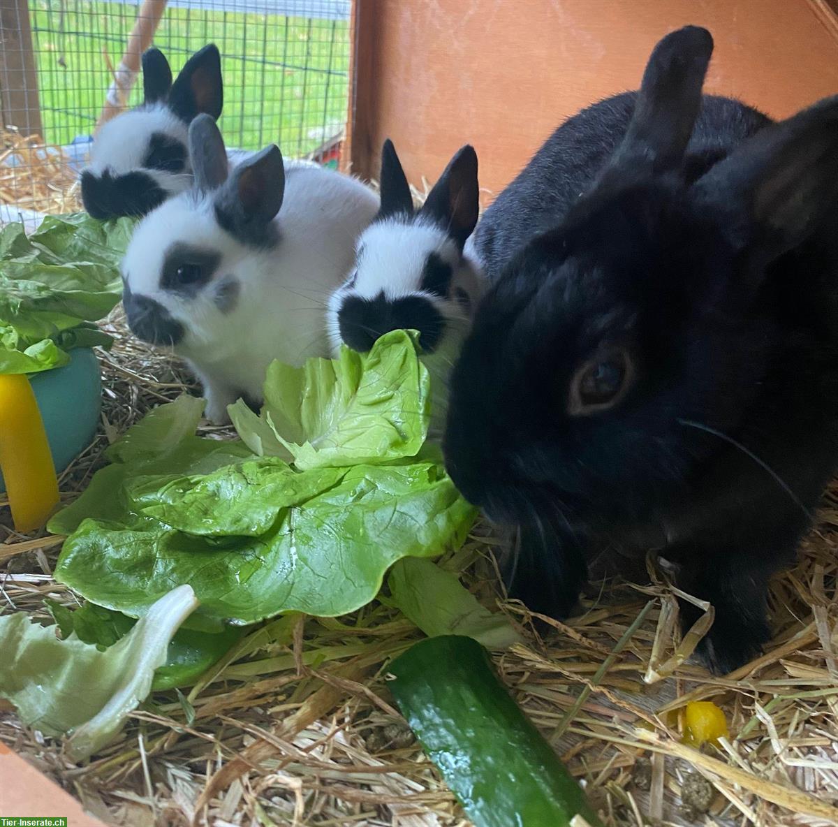 Bild 3: Farbenzwerge Zwergkaninchen zu verkaufen