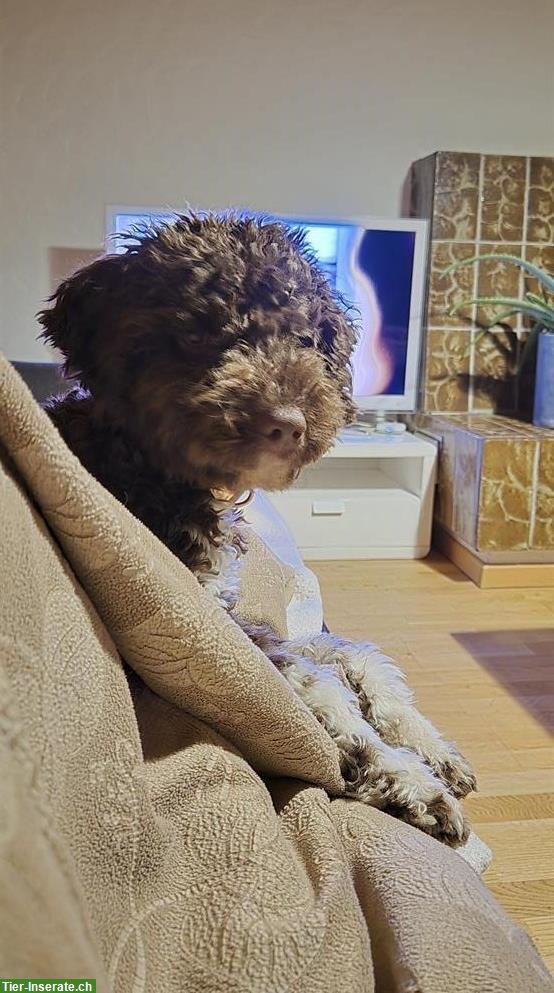 Lagotto Hündin Roxy, ½-jährig sucht ein Zuhause