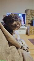 Lagotto Hündin Roxy, ½-jährig sucht ein Zuhause