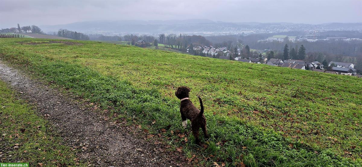 Bild 2: Lagotto Hündin Roxy, ½-jährig sucht ein Zuhause