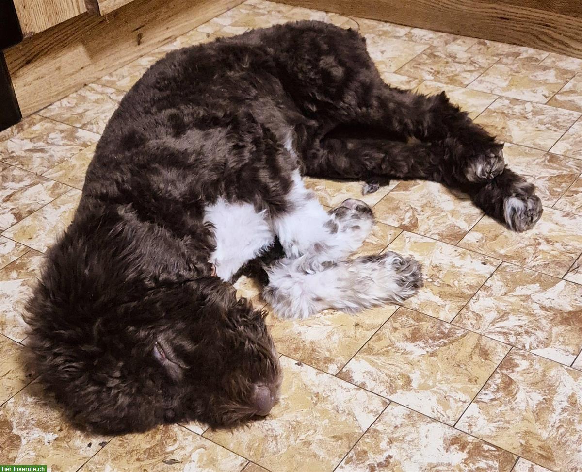 Bild 4: Lagotto Hündin Roxy, ½-jährig sucht ein Zuhause