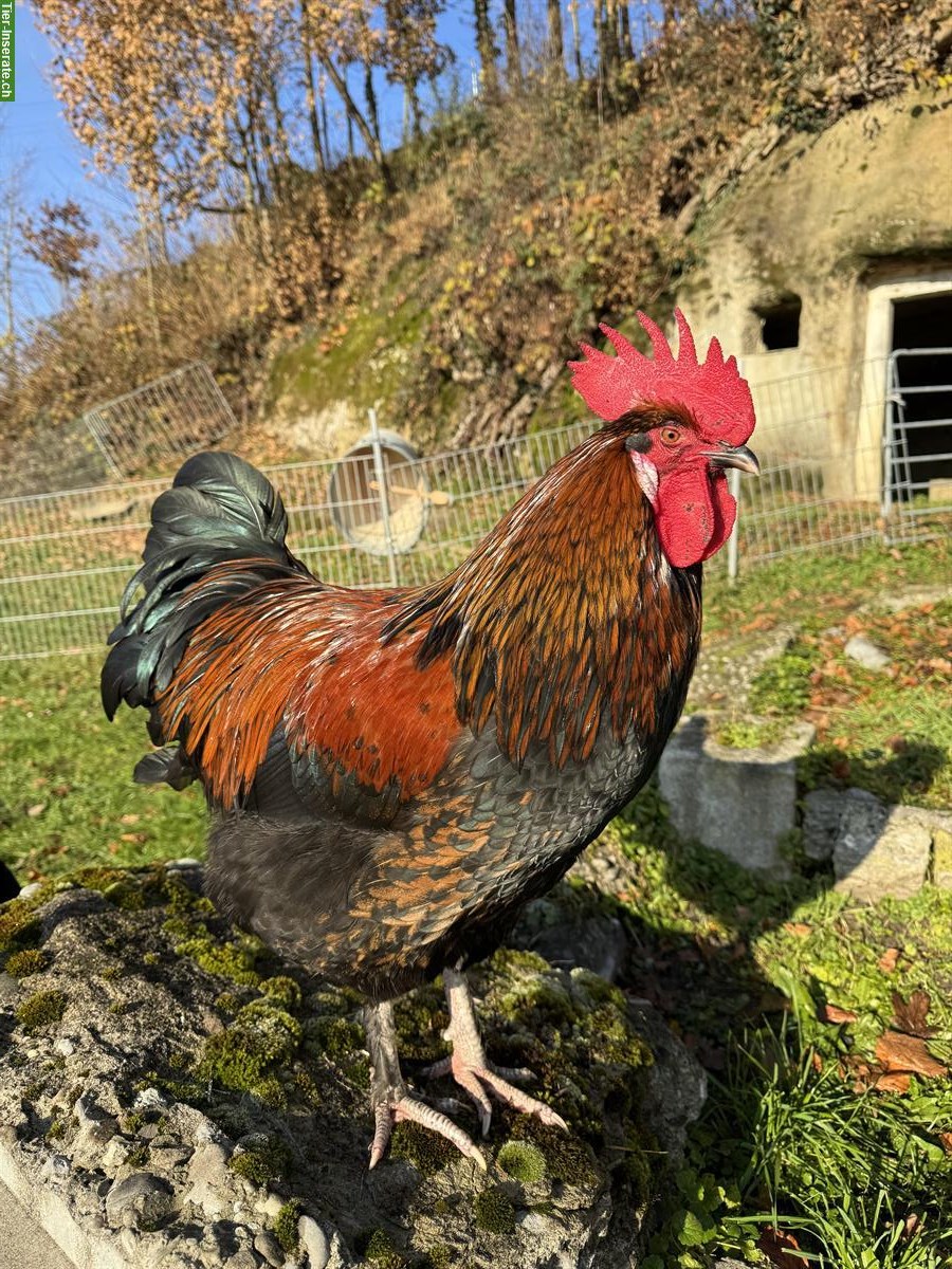 Schöne Brahma & Marans Hähne suchen einen Lebensplatz