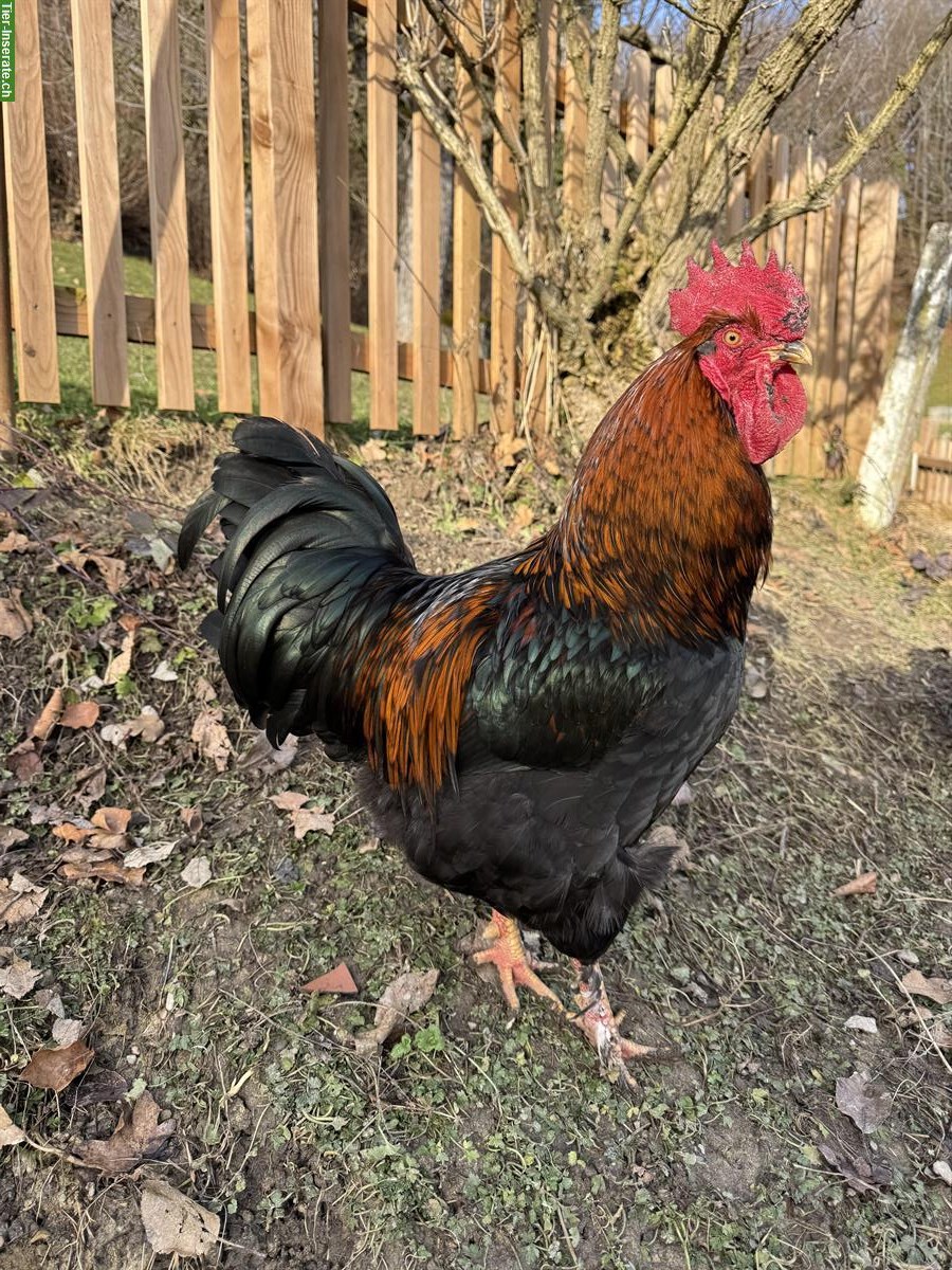 Bild 2: Schöne Brahma & Marans Hähne suchen einen Lebensplatz