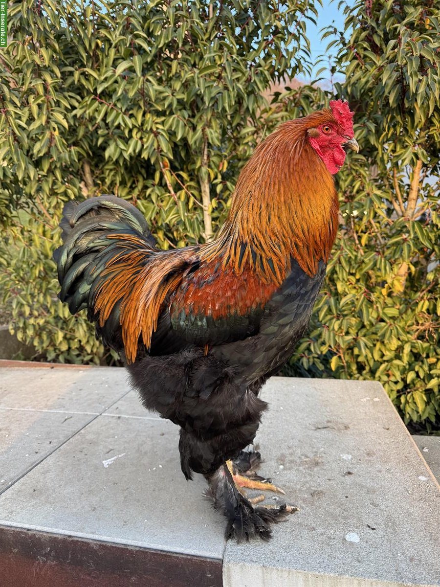 Bild 3: Schöne Brahma & Marans Hähne suchen einen Lebensplatz