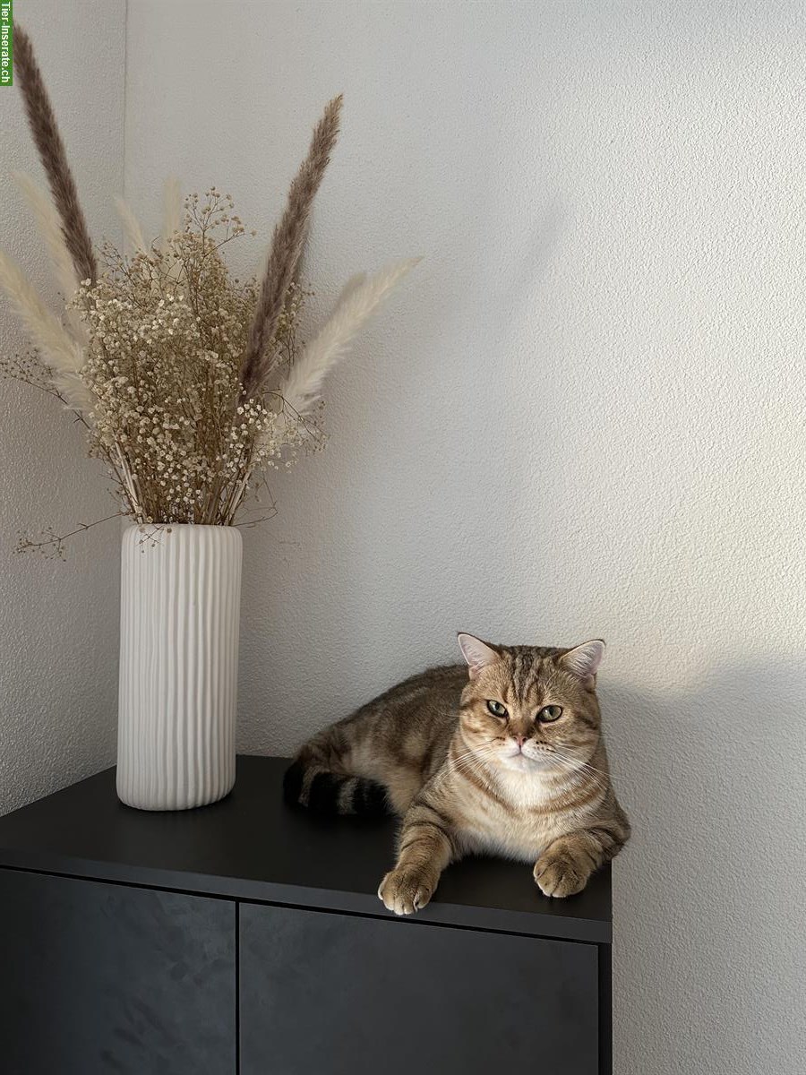 BKH Deckkater in golden Tabby