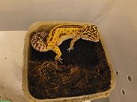 3 Leopardgeckos Weibchen inklusive Terrarium