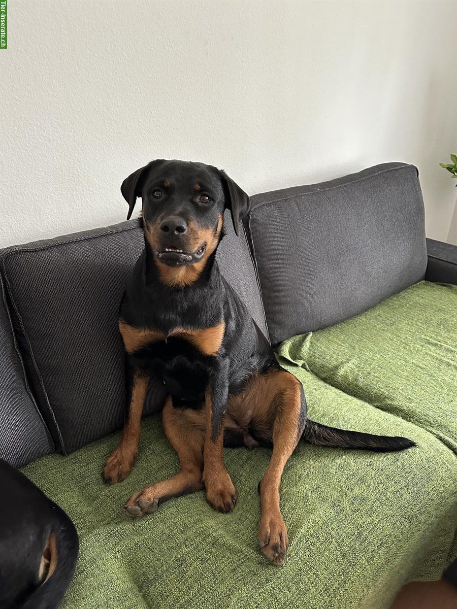 Wunderschöne Rottweiler Hündin, 1-jährig