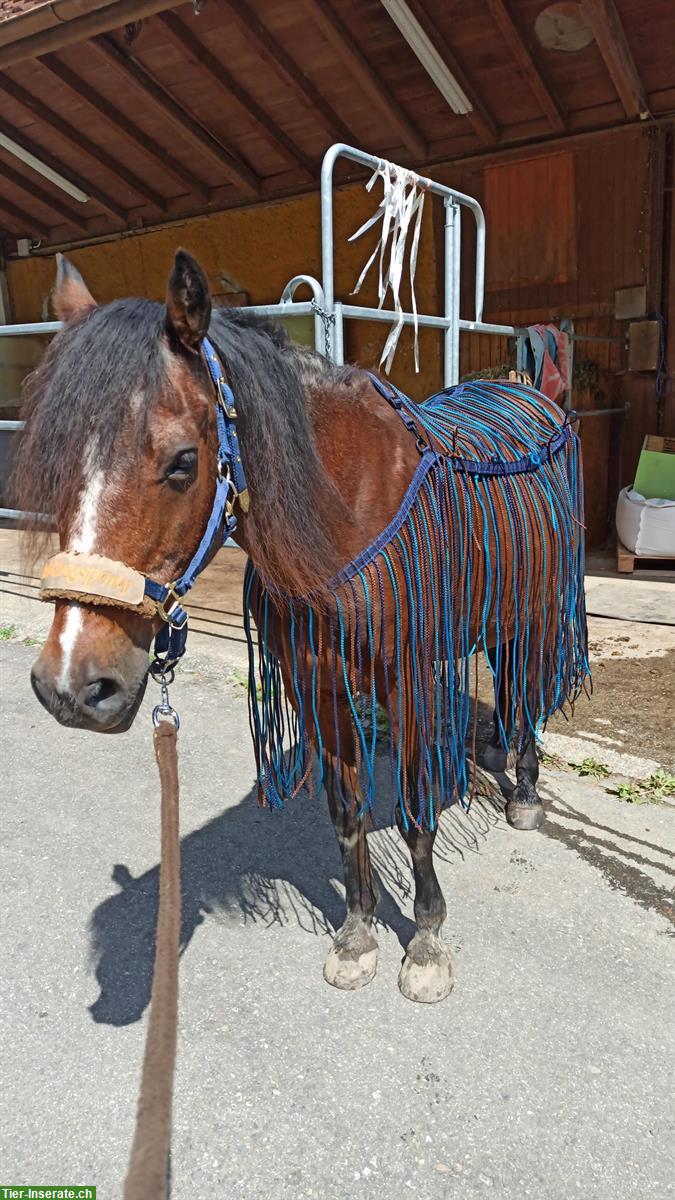 Reit-/Spazierbeteiligung auf Pony Wallach zu vergeben