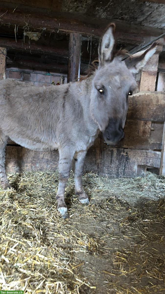 Bild 3: Zwergesel Herde wegen Betriebsaufgabe zu verkaufen