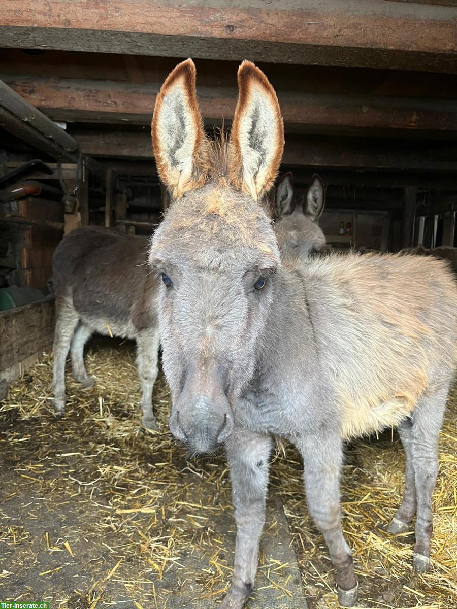 Bild 5: Zwergesel Herde wegen Betriebsaufgabe zu verkaufen